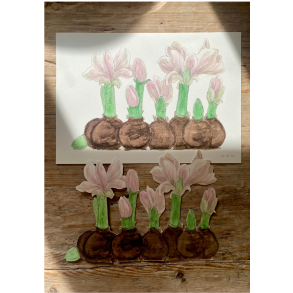 Amaryllis - sart rosa papirklip